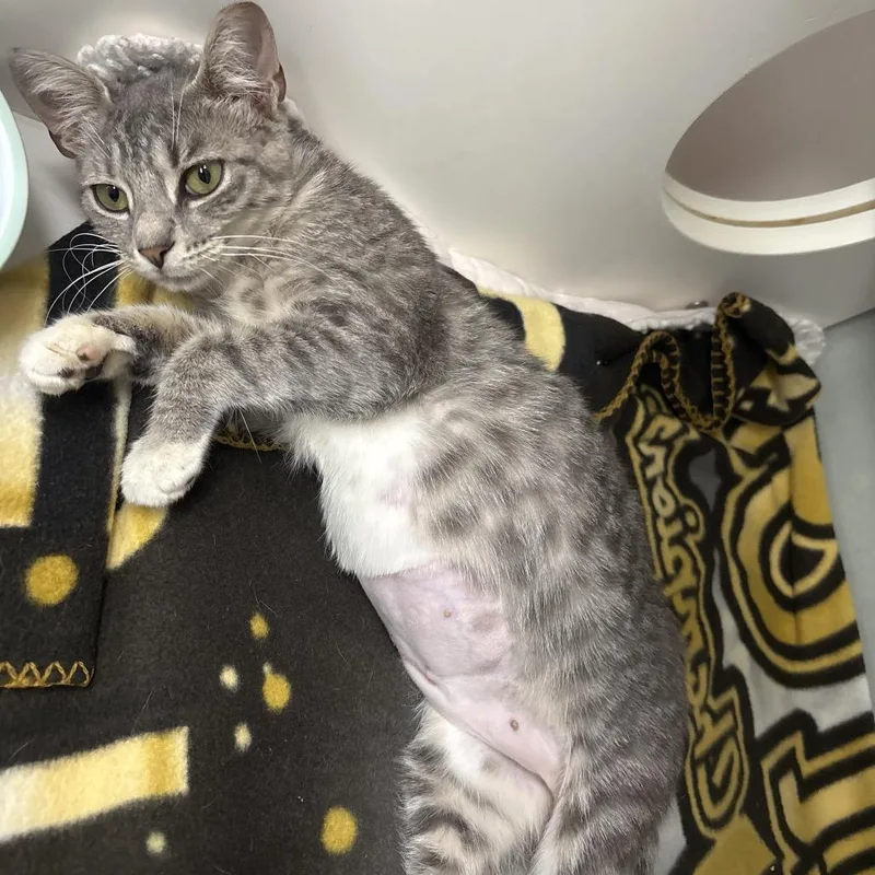 A young medium-sized female Gray / Blue / Silver Domestic Short Hair cat named Galadriel for adoption in Jupiter, FL