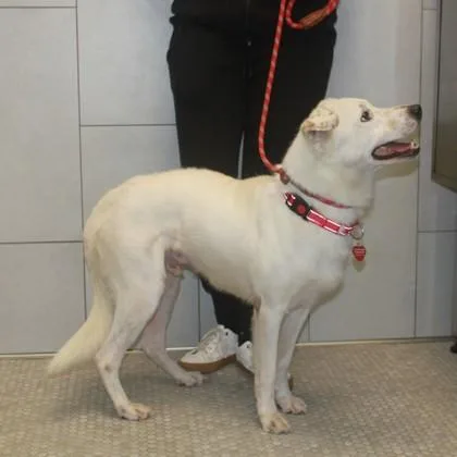 A young medium-sized male Mixed Breed dog named Martin+ for adoption in Elk Grove Village, IL