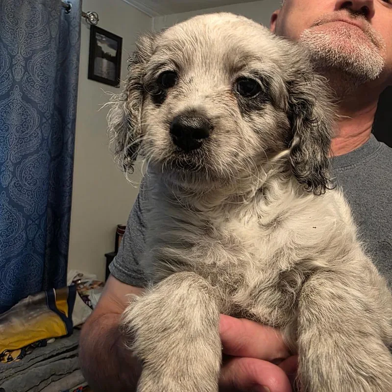 A baby small-sized female White / Cream Mixed Breed dog named Dotty for adoption in Bismarck, ND