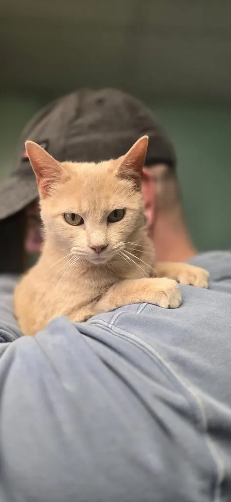 A baby medium-sized female Domestic Short Hair cat named Marshmallow for adoption in Athens, OH