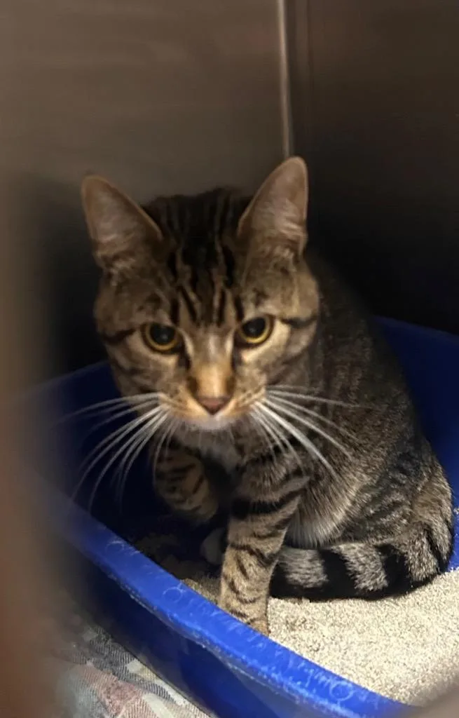 A young medium-sized male Domestic Short Hair cat named Mouthy for adoption in New Manchester, WV