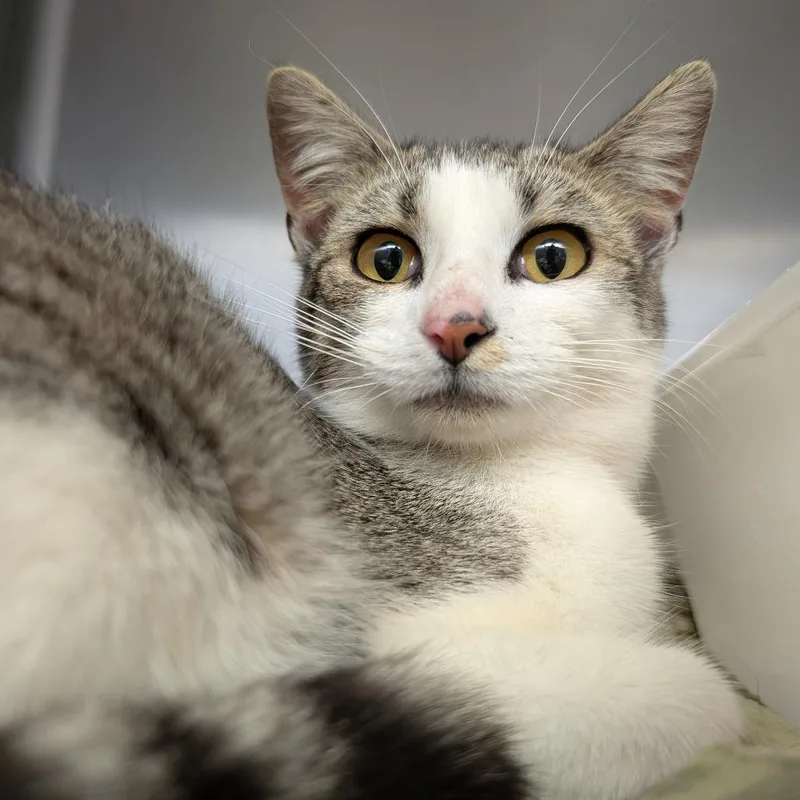 A young medium-sized female Gray / Blue / Silver Domestic Short Hair cat named Clairice for adoption in Blairsville, GA