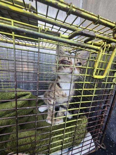 A baby small-sized female Domestic Short Hair cat named Hailey for adoption in San Antonio, TX
