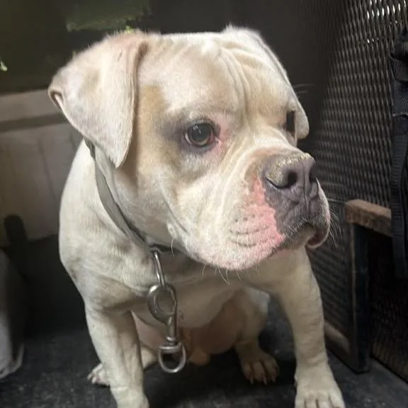 A young medium-sized male White / Cream Mixed Breed dog named Tack for adoption in Gadsden, AL