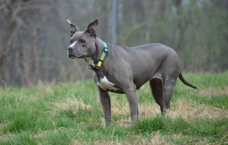 An adult medium-sized female Gray / Blue / Silver American Staffordshire Terrier dog named Anthena for adoption in Amissville, VA