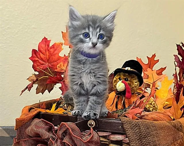 A baby small-sized female Domestic Long Hair cat named Acorn for adoption in Pueblo, CO