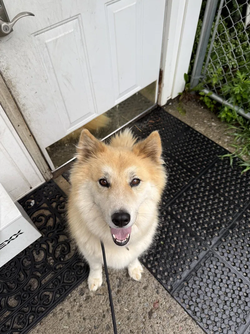 An adult large-sized female Husky dog named Helena Albania for adoption in Rockaway, NJ