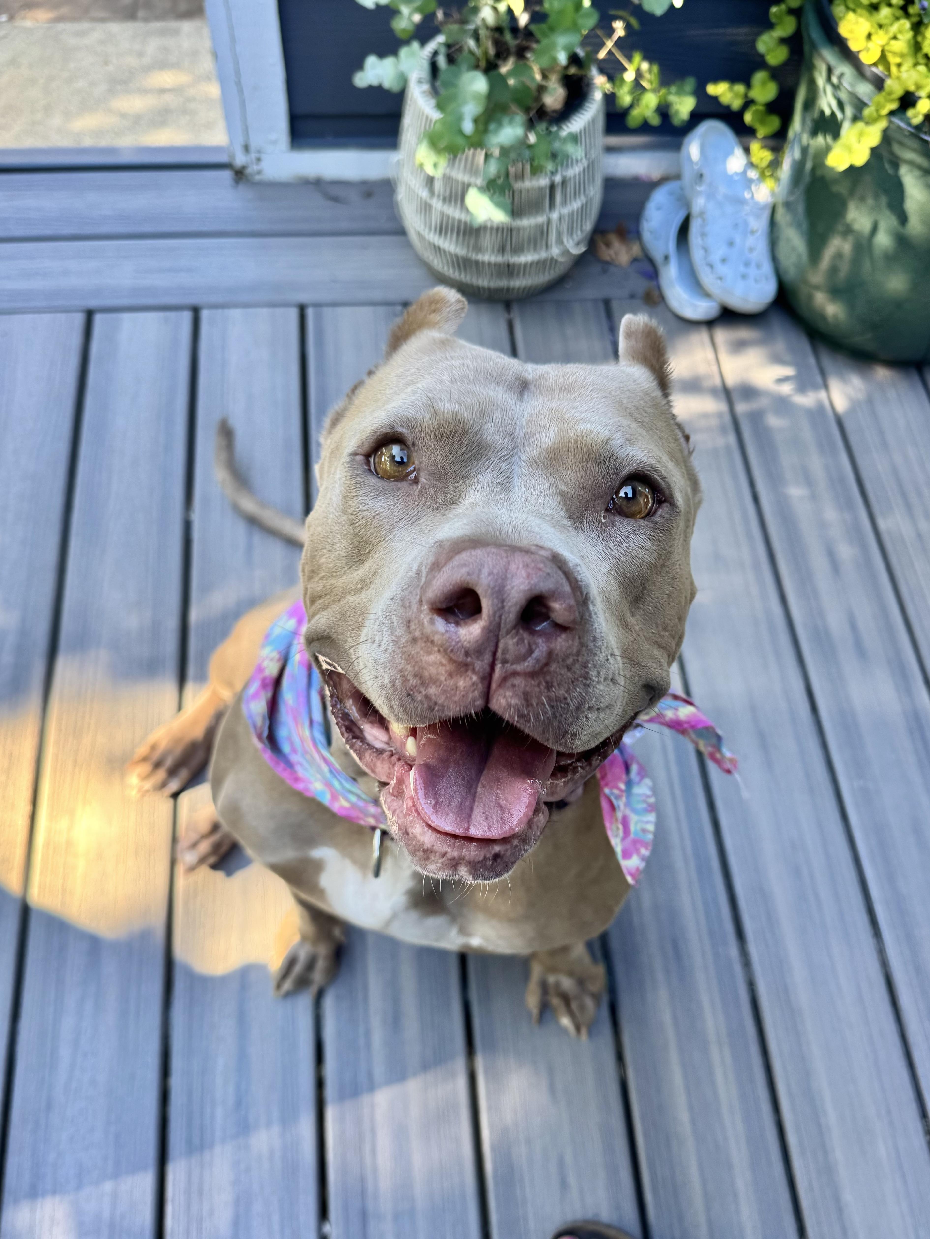 An adult large-sized female Apricot / Beige American Bully dog named Carmela for adoption in Olympia, WA