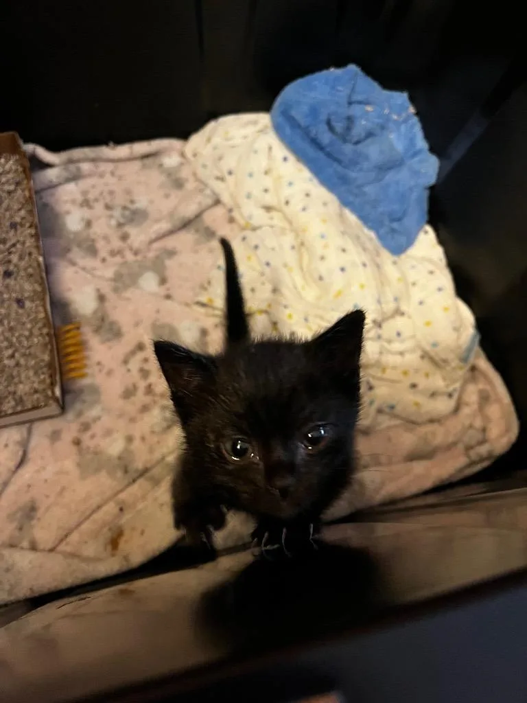 A baby small-sized female Domestic Short Hair cat named Yoshi for adoption in HUNTINGTON BEACH, CA