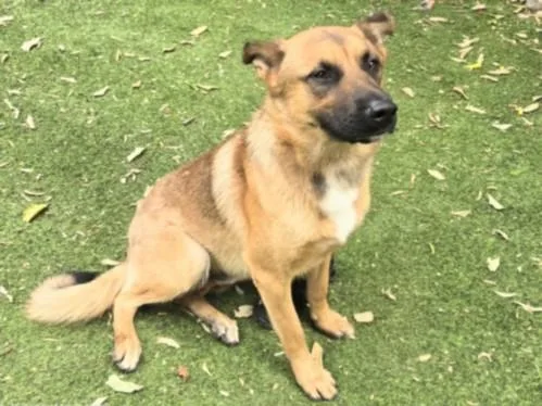 A young large-sized male German Shepherd Dog dog named Woody for adoption in Chatsworth, CA