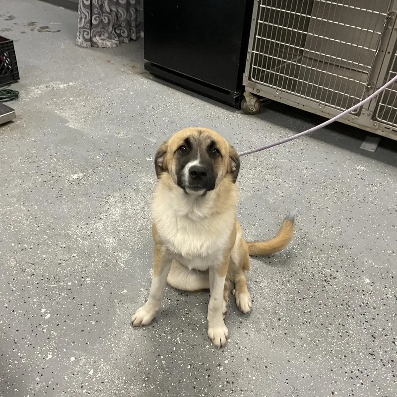 A young medium-sized male White / Cream Great Pyrenees dog named Cosmo for adoption in St Joseph, MO