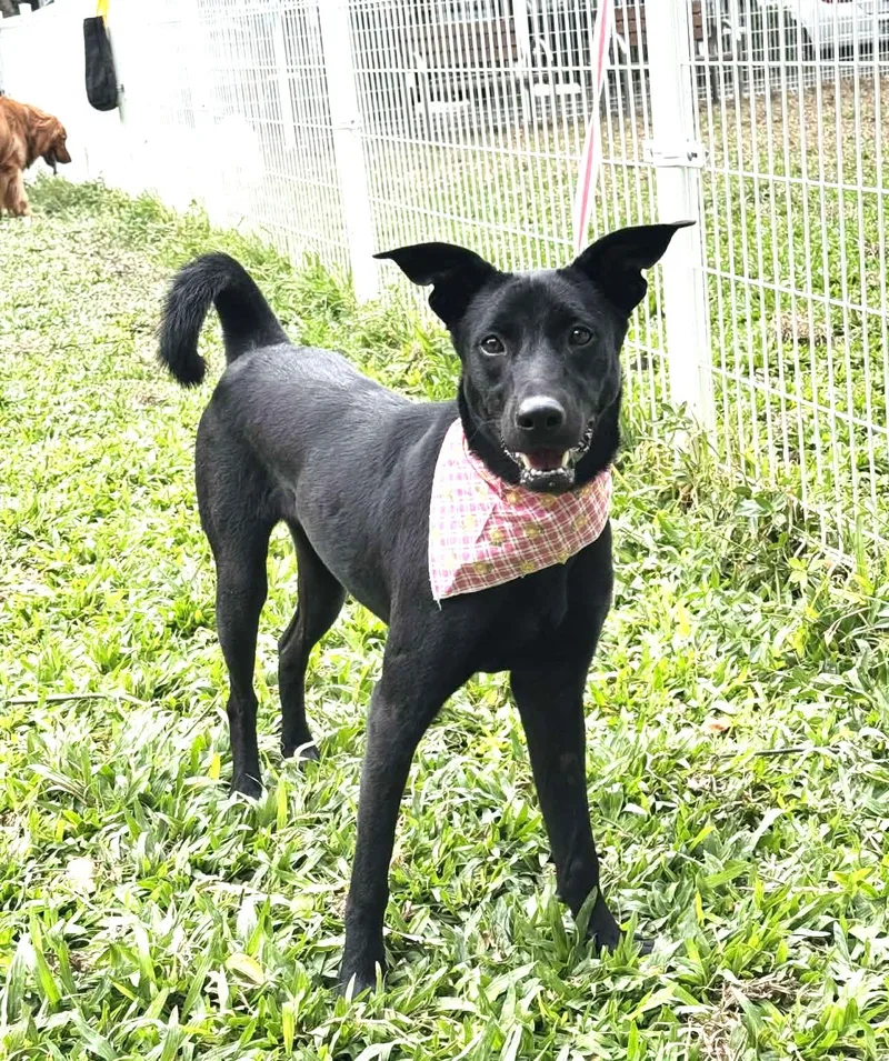 A young medium-sized female Black Mixed Breed dog named Sugar for adoption in Hacienda Heights, CA