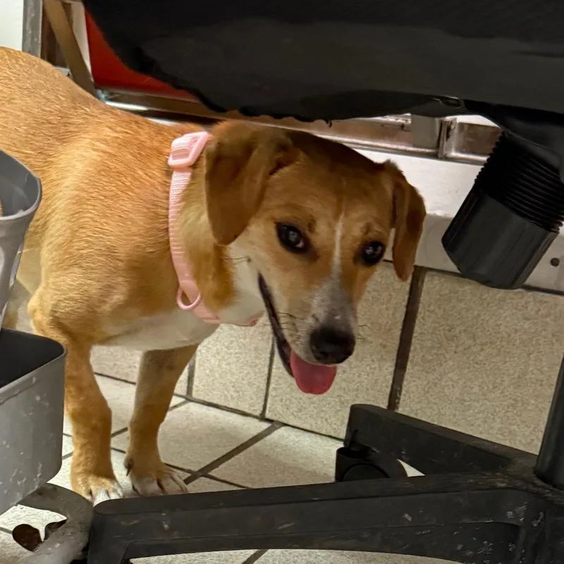 A young small-sized female Yellow / Tan / Blond / Fawn Mixed Breed dog named Peggy for adoption in Charleston, WV