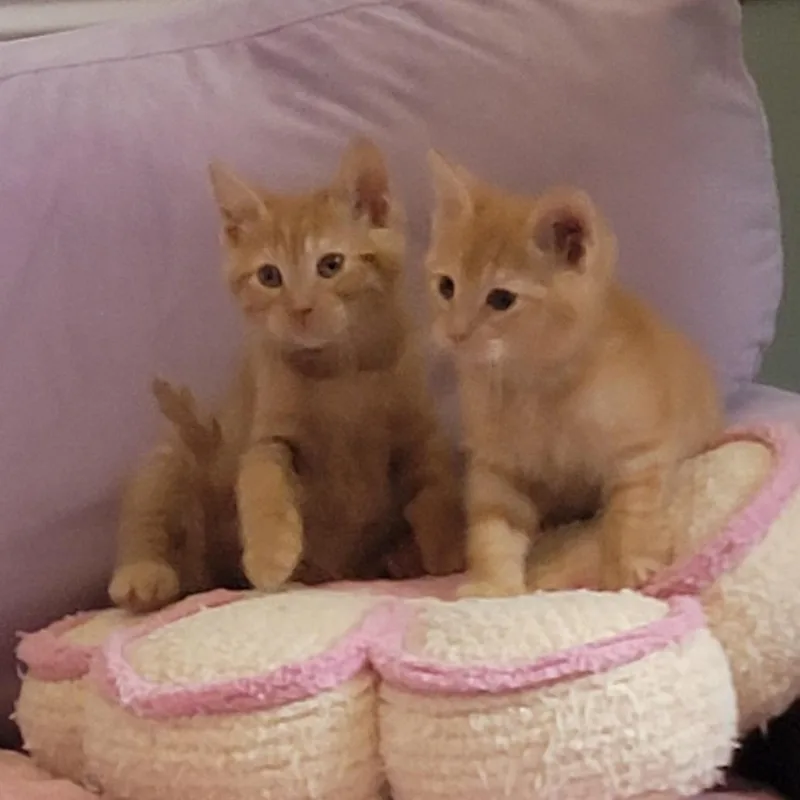 A baby medium-sized male Orange / Red Domestic Short Hair cat named Frick for adoption in Wyandotte, MI