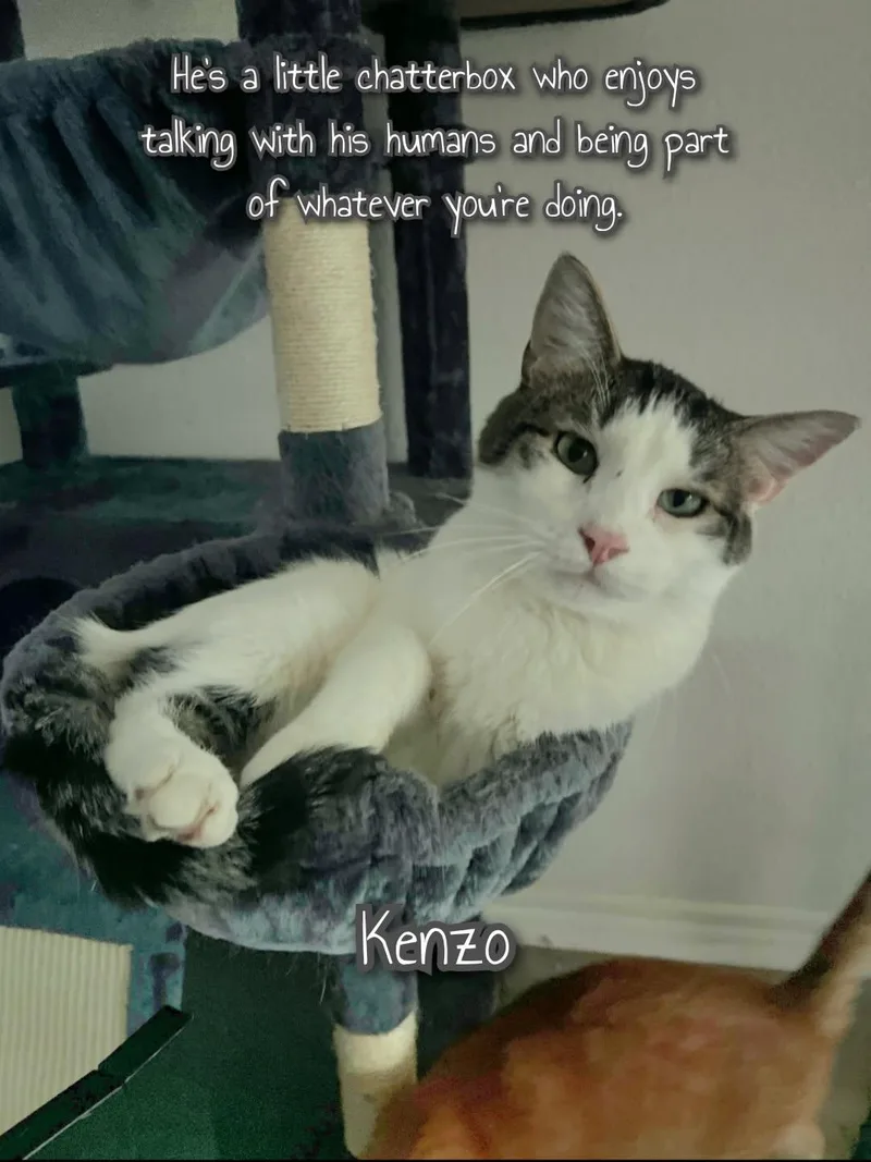 A young medium-sized male Domestic Short Hair cat named Kenzo🩵 for adoption in Plano, TX