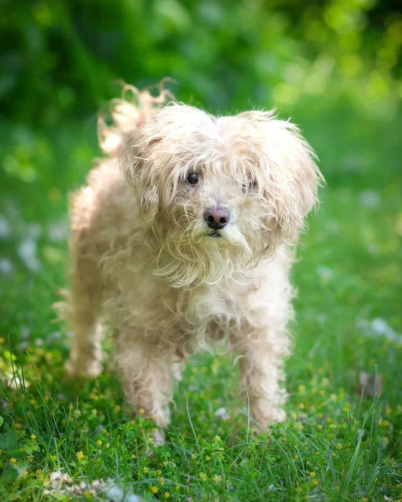 An adult small-sized male White / Cream Maltese dog named Vivaldi for adoption in Bridgeport, CT