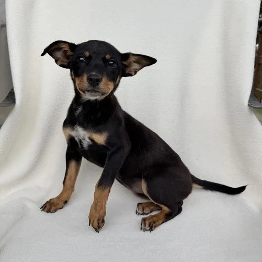 Princess Peach thumbnail 2