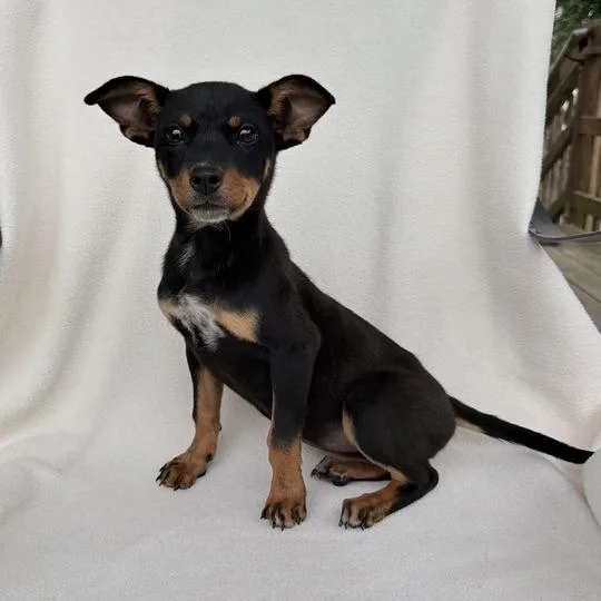 Princess Peach thumbnail 3