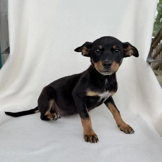 Princess Peach thumbnail 4