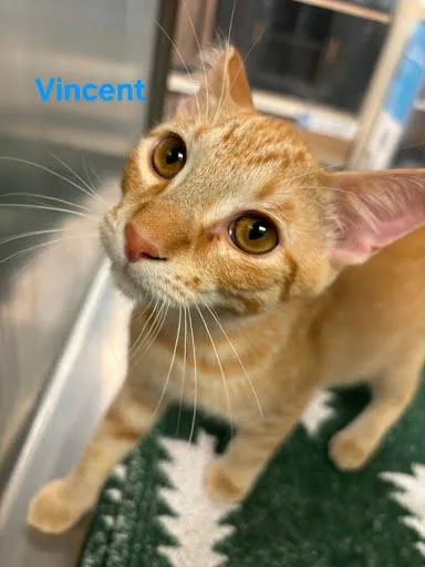 A baby medium-sized male Tabby (Orange / Red) Domestic Short Hair cat named Vincent van Kat for adoption in Metairie, LA