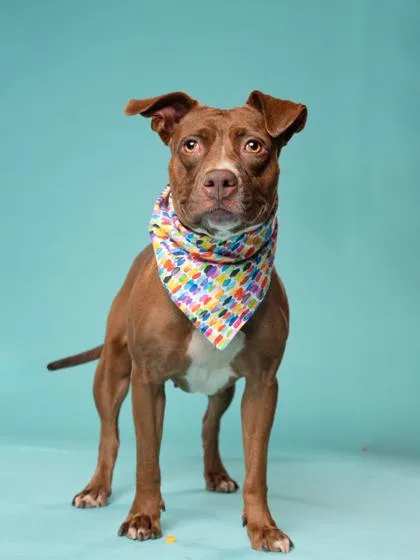 An adult medium-sized female Mixed Breed dog named Clove for adoption in Atlanta, GA