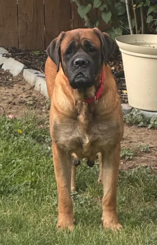 Daisey