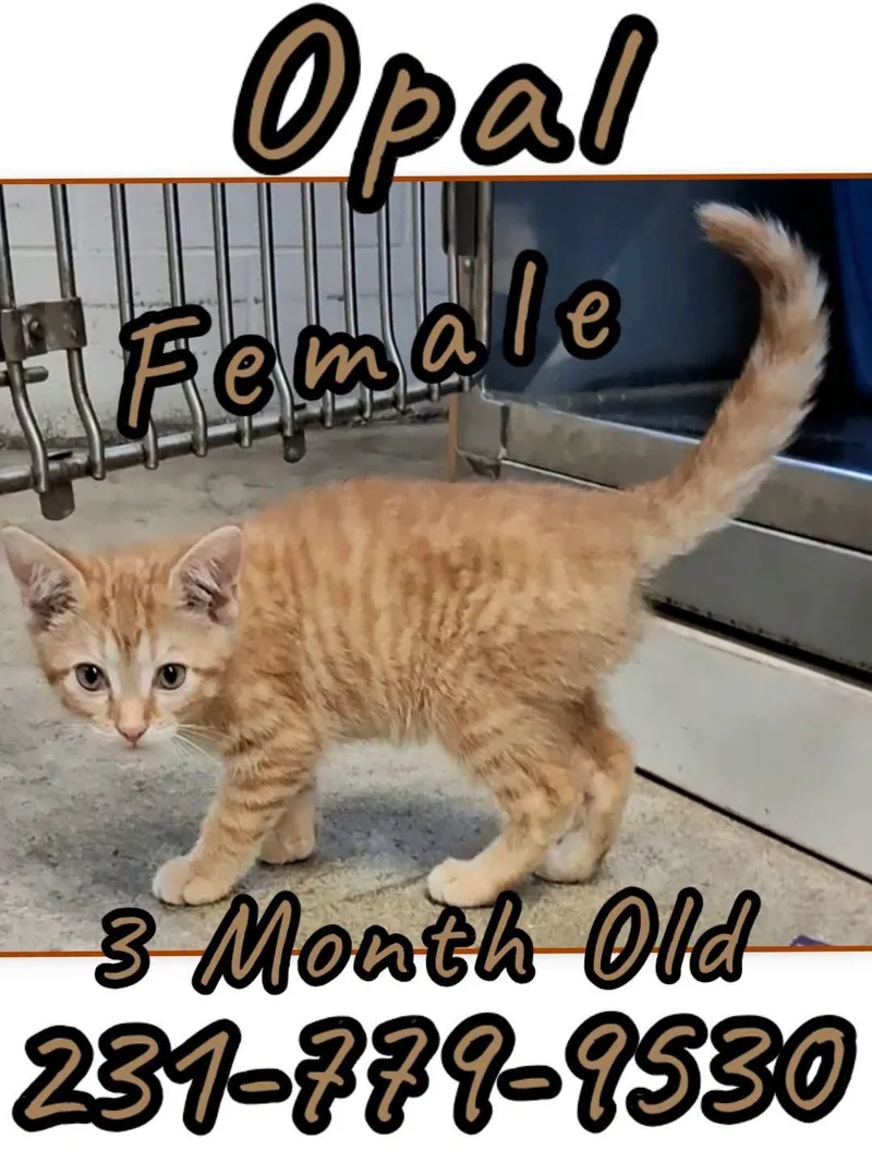 A baby medium-sized female Domestic Short Hair cat named Opal for adoption in Cadillac, MI