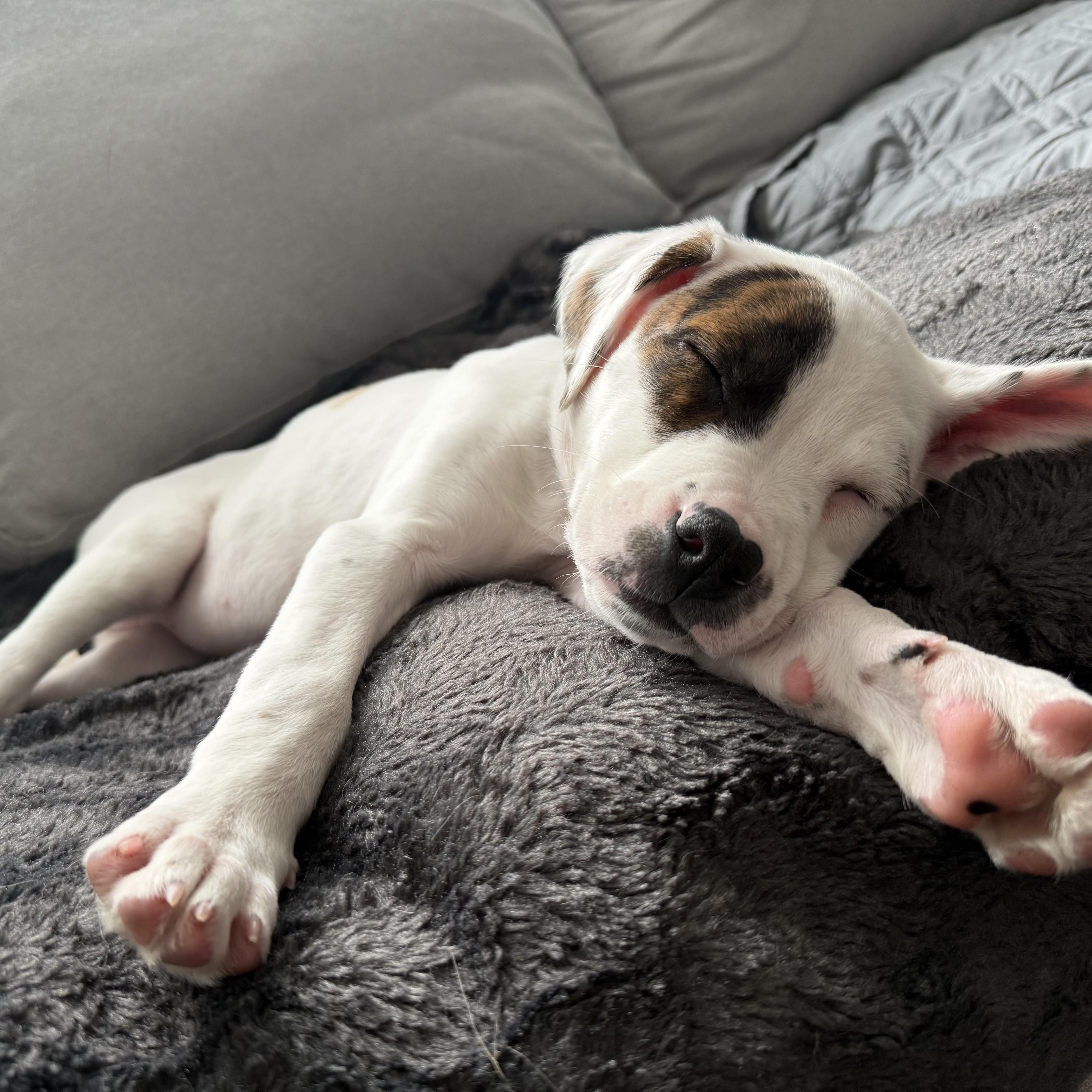 A baby medium-sized female Boxer dog named Jupiter for adoption in Crystal Lake, IL