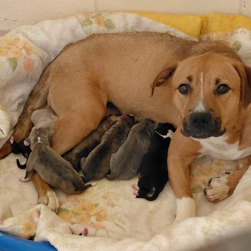 An adult medium-sized female Brown / Chocolate Hound dog named Miami for adoption in Fairfax Station, VA