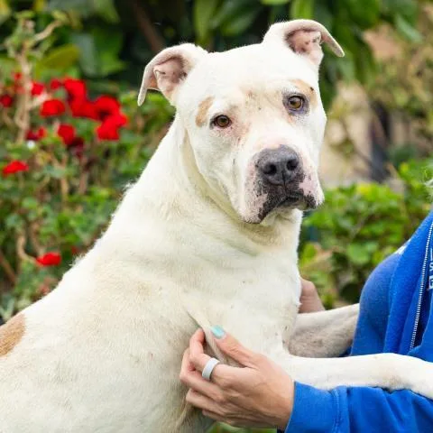 An adult large-sized male Pit Bull Terrier dog named Churro for adoption in Camarillo, CA