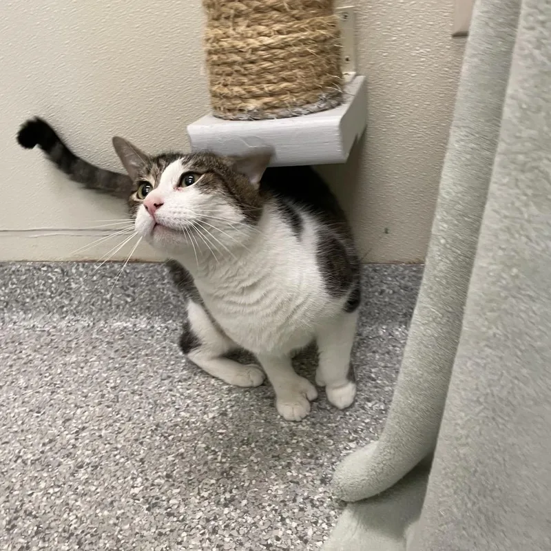 A senior large-sized male Domestic Short Hair cat named Samee for adoption in Enfield, NH
