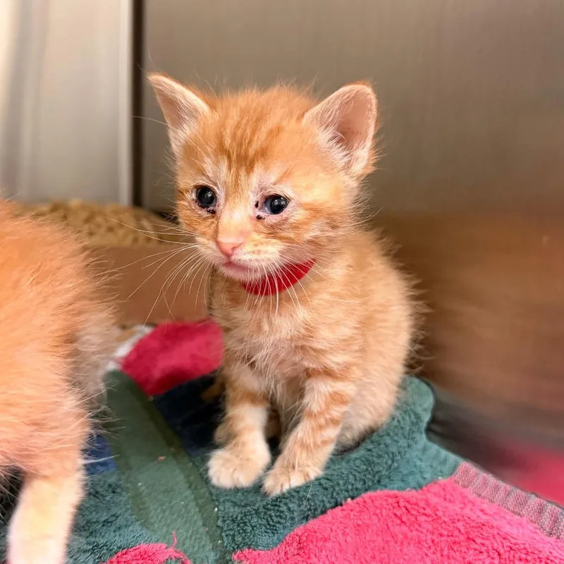 A baby small-sized female Orange / Red Domestic Short Hair cat named Caraxes for adoption in Lynchburg, VA