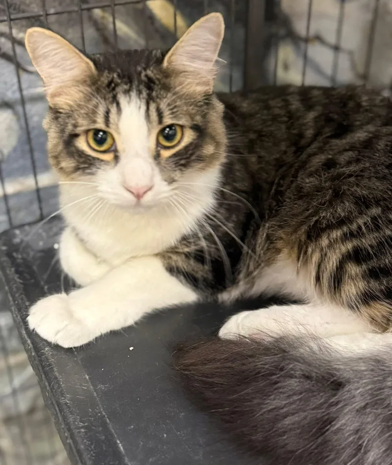 A young small-sized male Domestic Medium Hair cat named Xander Med Hair for adoption in Jackson, GA