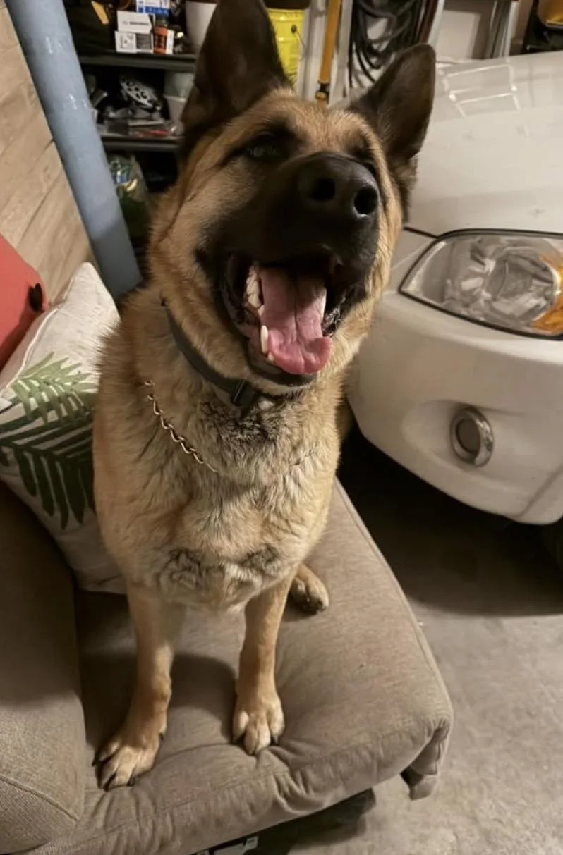 An adult large-sized male Brown / Chocolate German Shepherd Dog dog named Barry for adoption in seward, AK