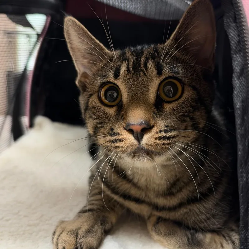 A young medium-sized male Domestic Short Hair cat named Rambo for adoption in Birmingham, AL