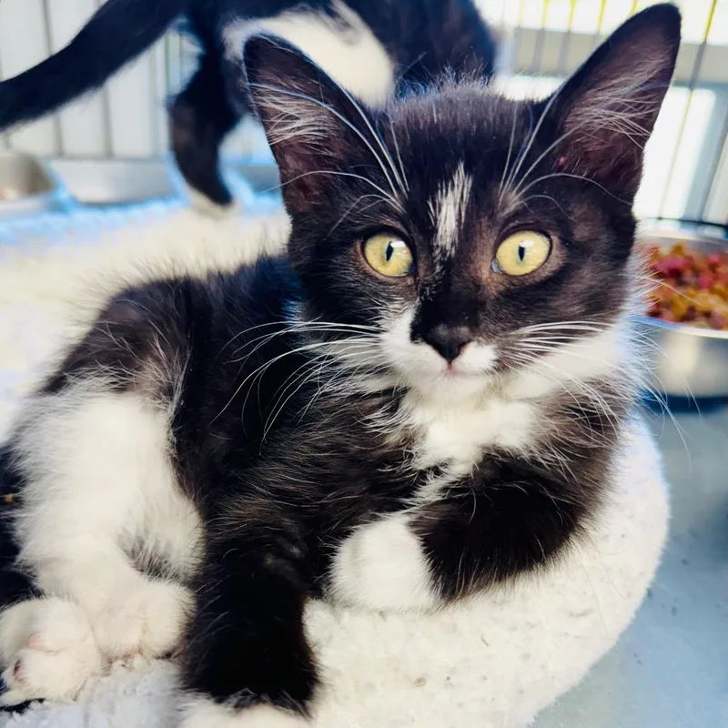 A baby small-sized female Black Domestic Short Hair cat named Dumpling for adoption in Lebanon, MO