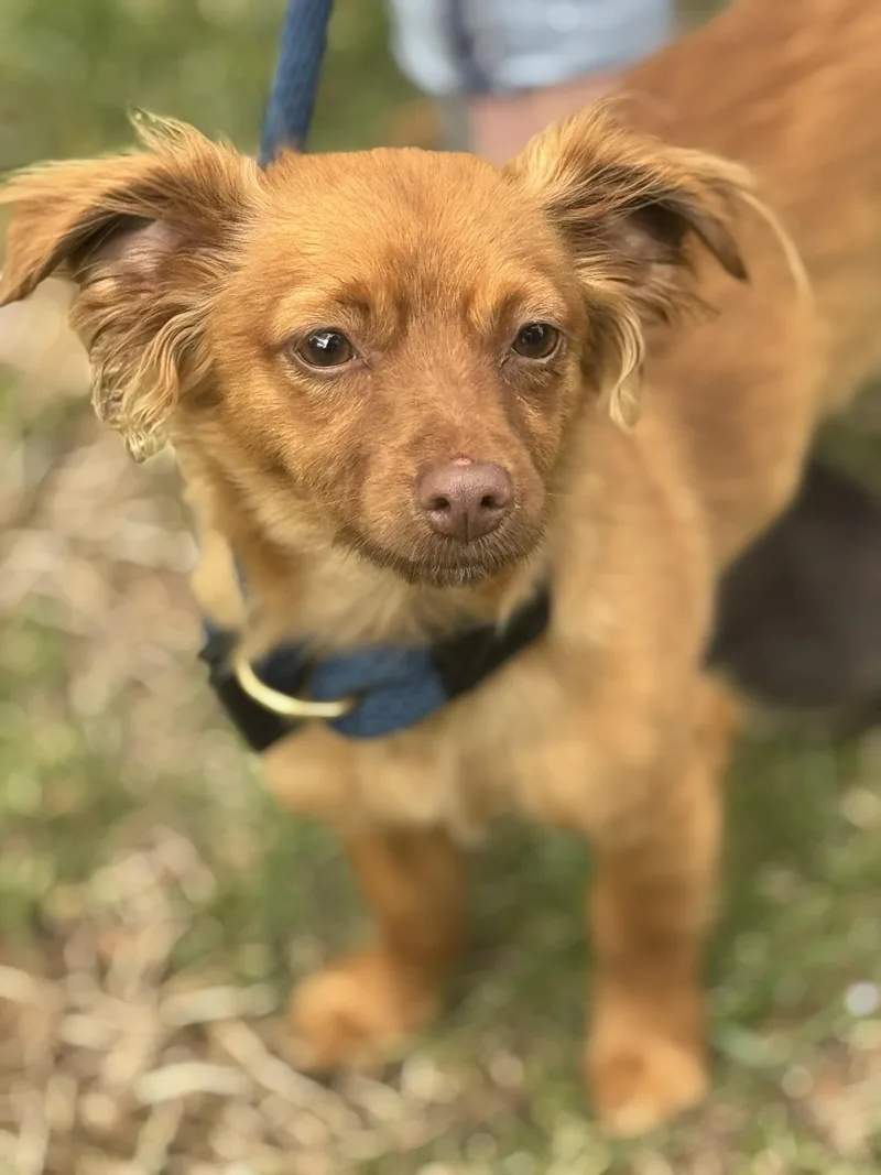 A young small-sized female Red / Chestnut / Orange Chihuahua dog named Maryclare for adoption in Meherrin, VA