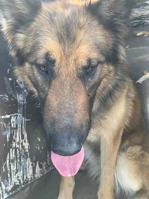 An adult extra large-sized male Mixed Breed dog named Renn for adoption in Dallas, TX