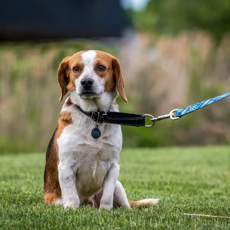 A young medium-sized male Tricolor (Brown, Black, & White) Beagle dog named Robbie for adoption in HANSON, MA