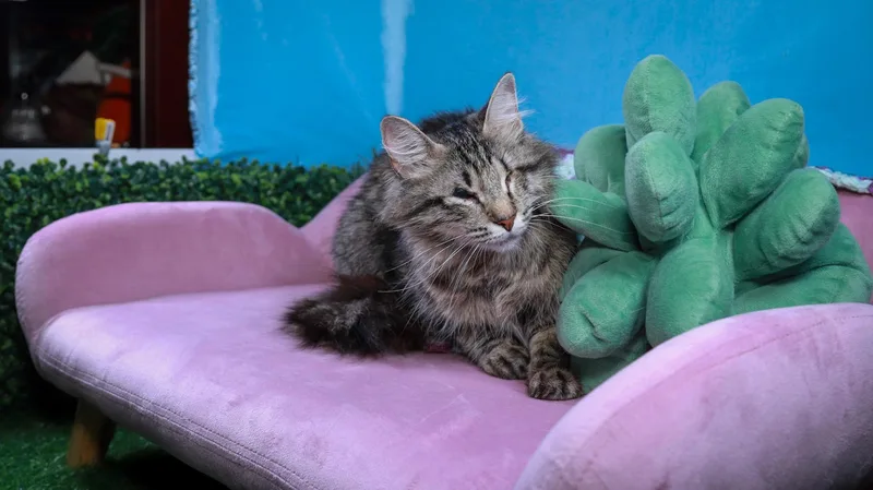A young medium-sized female Tabby (Buff / Tan / Fawn) Maine Coon cat named Sasha for adoption in Parker, TX