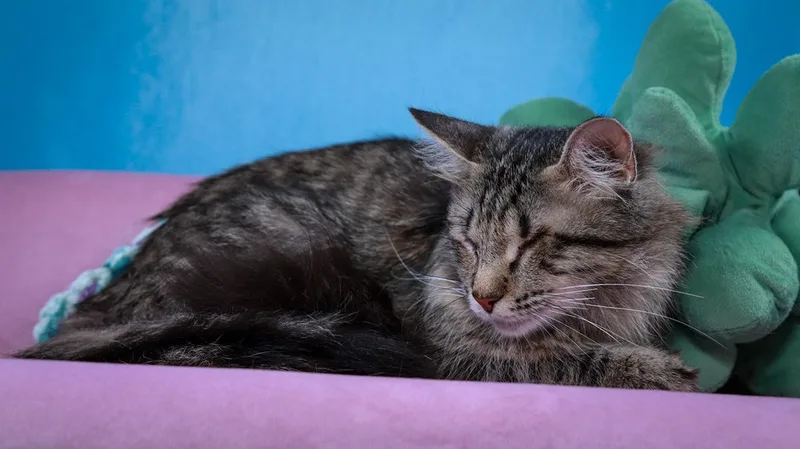 Sasha thumbnail 4