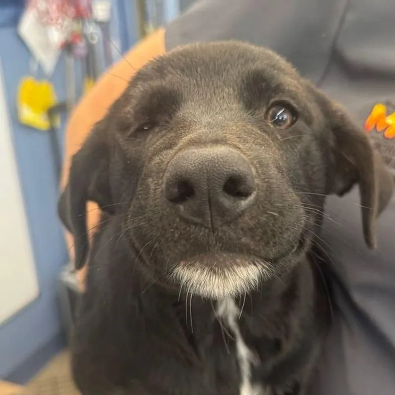 A young small-sized female Brown / Chocolate Shepherd dog named Summer for adoption in Kingman, AZ
