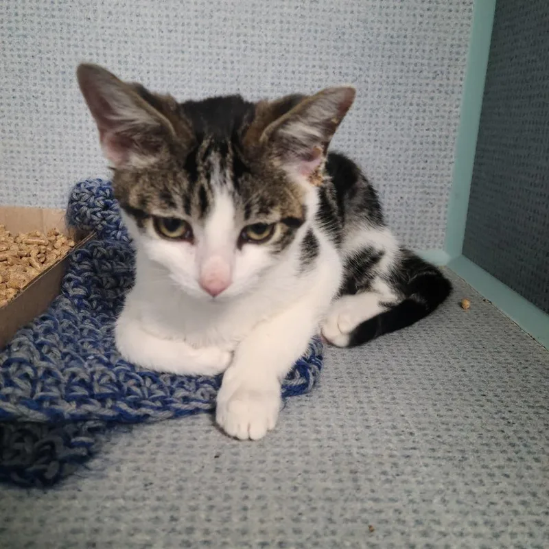 A baby small-sized male White Domestic Short Hair cat named Vader for adoption in Russellville, KY