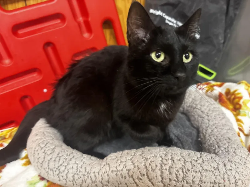 A young medium-sized male Black Domestic Short Hair cat named Ford for adoption in Fort Madison, IA