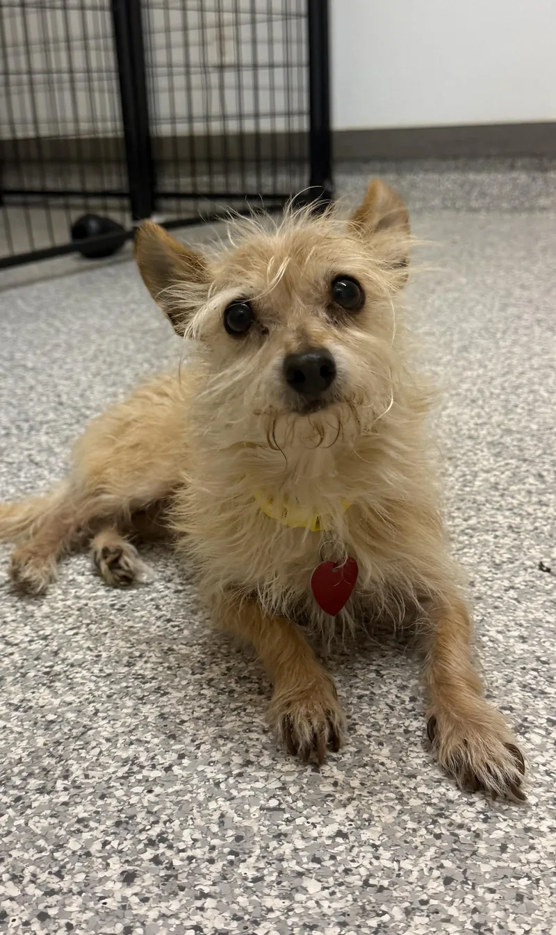 A senior small-sized male Rat Terrier dog named Joey for adoption in Hood River, OR