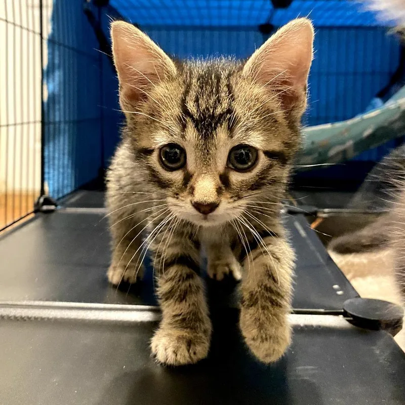 A baby small-sized male Brown / Chocolate Domestic Short Hair cat named Kix for adoption in Long Beach, CA