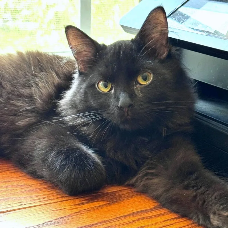 A young medium-sized male Domestic Medium Hair cat named Kip for adoption in Chapel Hill, NC