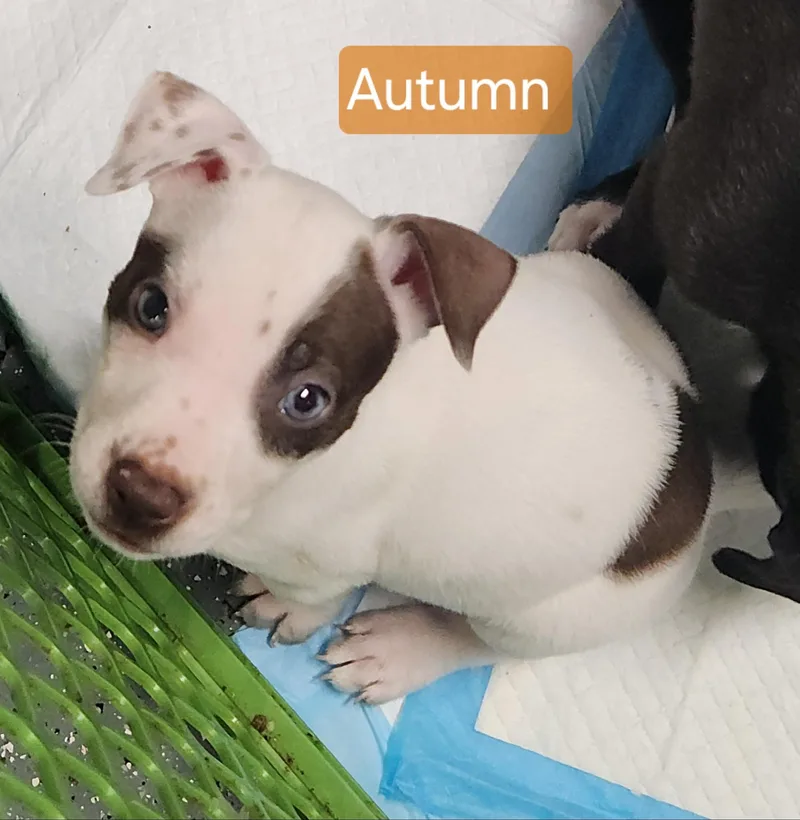 A baby medium-sized female Terrier dog named Autumn for adoption in Flintstone, GA