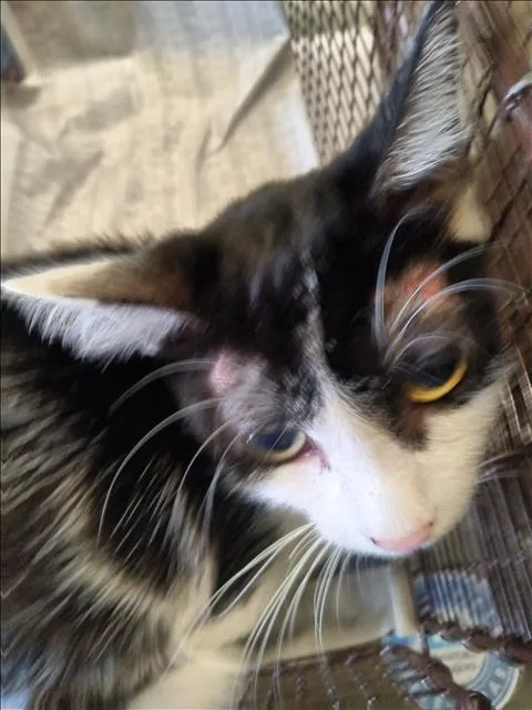 A young large-sized female Domestic Short Hair cat named Meme for adoption in Los Angeles, CA