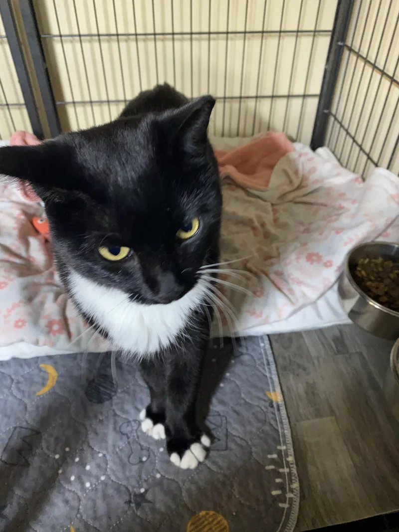 A young medium-sized female Black & White / Tuxedo Domestic Short Hair cat named Aster for adoption in New Richmond, WI